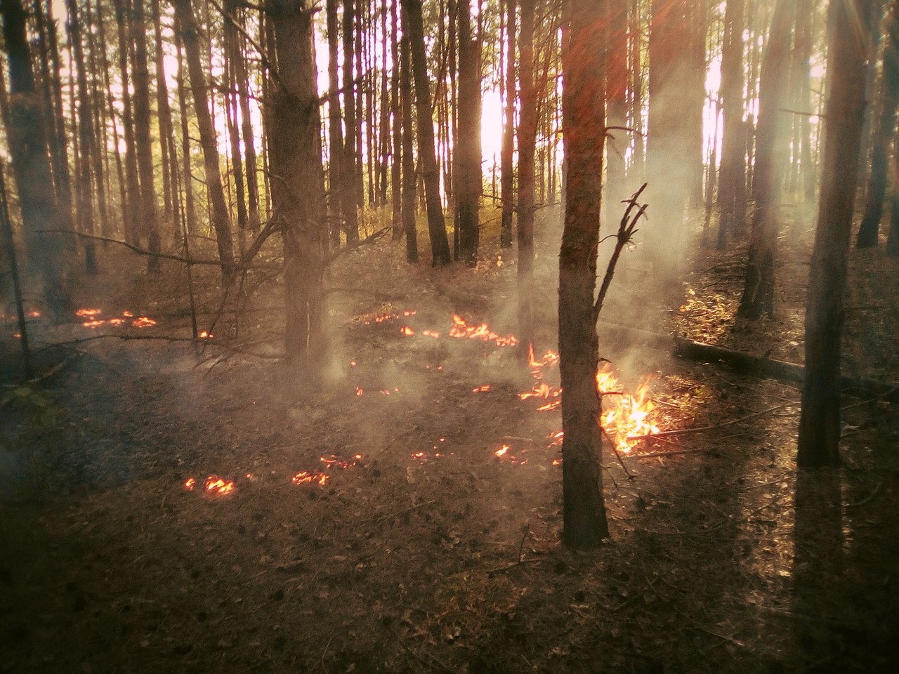 Лесной пожар в районе Метлинского шоссе удалось оперативно потушить