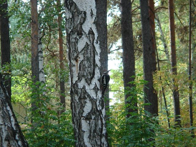 Береза создала угрозу аварийной ситуации