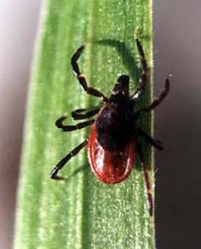 Внимание! Клещи!