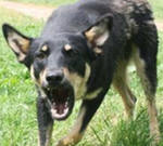 Если Вас укусила собака