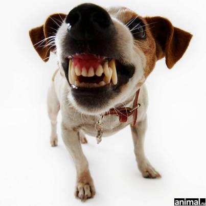 Чтобы избежать нападения собаки