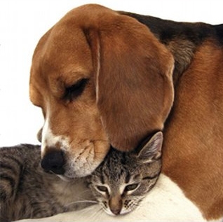 Помощь братьям меньшим