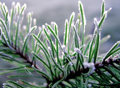 Собираясь в лес